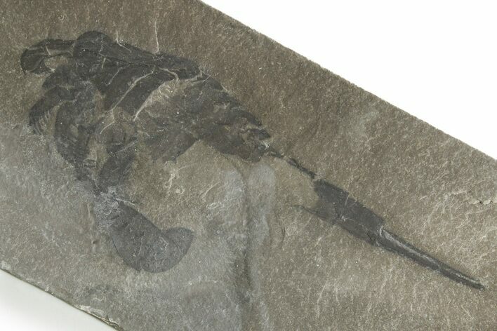 Bargain, Eurypterus (Sea Scorpion) Fossil - New York #369318